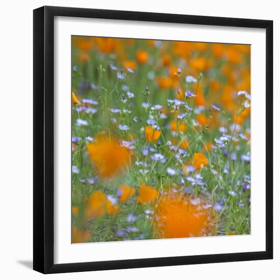 Poppy Flower Mix-Vincent James-Framed Photographic Print