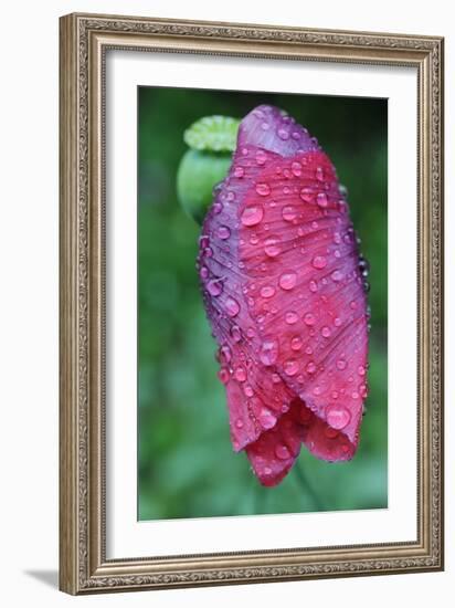 Poppy Flower with Raindrops-Frank May-Framed Photo