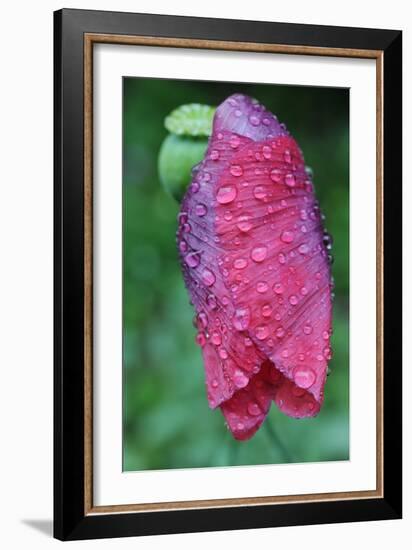 Poppy Flower with Raindrops-Frank May-Framed Photo