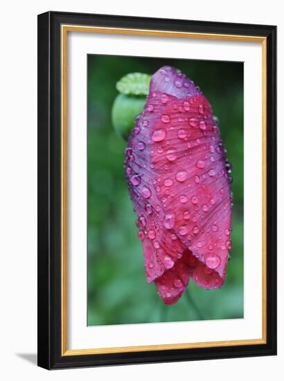 Poppy Flower with Raindrops-Frank May-Framed Photo