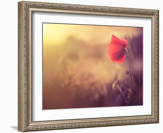 Poppy Flower-Alexey Rumyantsev-Framed Photographic Print