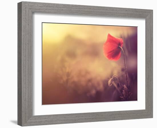 Poppy Flower-Alexey Rumyantsev-Framed Photographic Print