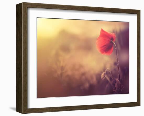 Poppy Flower-Alexey Rumyantsev-Framed Photographic Print