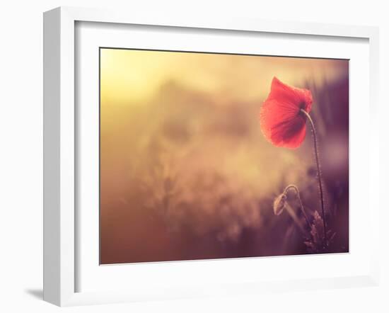 Poppy Flower-Alexey Rumyantsev-Framed Photographic Print