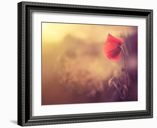 Poppy Flower-Alexey Rumyantsev-Framed Photographic Print