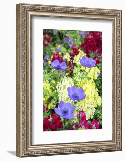 Poppy-Flowered Anemone, Usa-Lisa S Engelbrecht-Framed Photographic Print