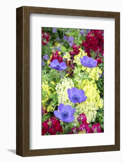 Poppy-Flowered Anemone, Usa-Lisa S Engelbrecht-Framed Photographic Print