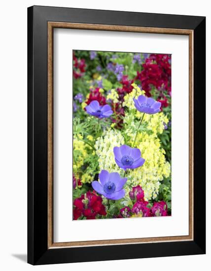 Poppy-Flowered Anemone, Usa-Lisa S Engelbrecht-Framed Photographic Print