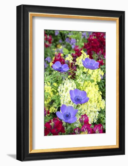 Poppy-Flowered Anemone, Usa-Lisa S Engelbrecht-Framed Photographic Print