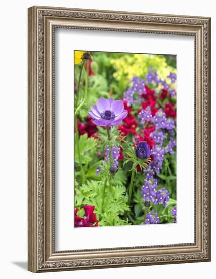 Poppy-Flowered Anemone, USA-Lisa S. Engelbrecht-Framed Photographic Print