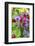 Poppy-Flowered Anemone, USA-Lisa S. Engelbrecht-Framed Photographic Print