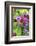 Poppy-Flowered Anemone, USA-Lisa S. Engelbrecht-Framed Photographic Print