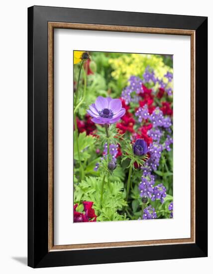 Poppy-Flowered Anemone, USA-Lisa S. Engelbrecht-Framed Photographic Print