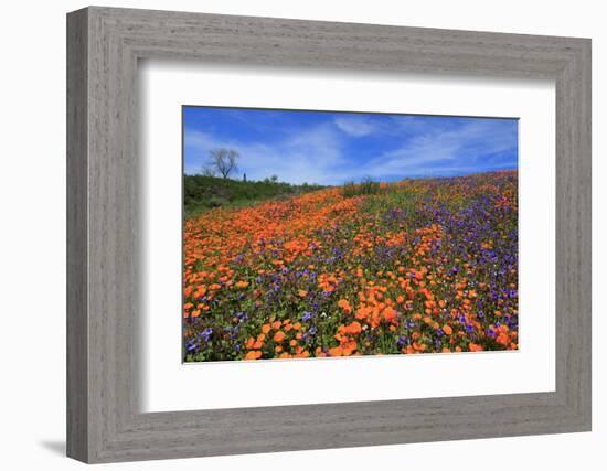 Poppy flowers, Malibu Creek State Park, Los Angeles, California, United States of America, North Am-Richard Cummins-Framed Photographic Print