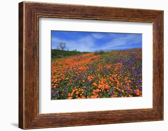 Poppy flowers, Malibu Creek State Park, Los Angeles, California, United States of America, North Am-Richard Cummins-Framed Photographic Print