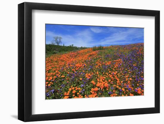 Poppy flowers, Malibu Creek State Park, Los Angeles, California, United States of America, North Am-Richard Cummins-Framed Photographic Print