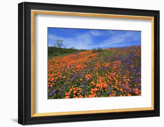 Poppy flowers, Malibu Creek State Park, Los Angeles, California, United States of America, North Am-Richard Cummins-Framed Photographic Print