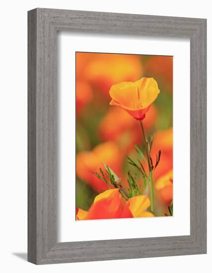 Poppy flowers, Malibu Creek State Park, Los Angeles, California, United States of America, North Am-Richard Cummins-Framed Photographic Print