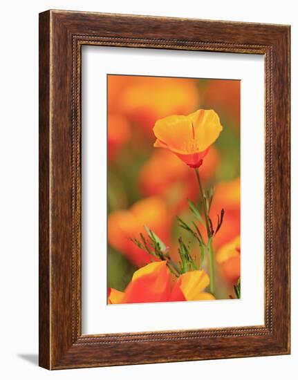 Poppy flowers, Malibu Creek State Park, Los Angeles, California, United States of America, North Am-Richard Cummins-Framed Photographic Print