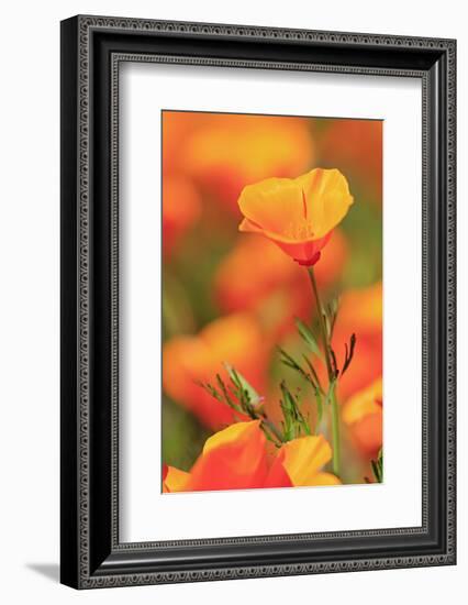 Poppy flowers, Malibu Creek State Park, Los Angeles, California, United States of America, North Am-Richard Cummins-Framed Photographic Print