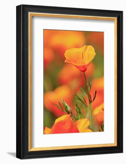 Poppy flowers, Malibu Creek State Park, Los Angeles, California, United States of America, North Am-Richard Cummins-Framed Photographic Print