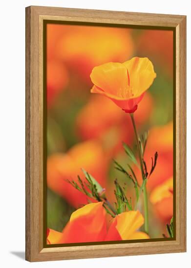 Poppy flowers, Malibu Creek State Park, Los Angeles, California, United States of America, North Am-Richard Cummins-Framed Premier Image Canvas