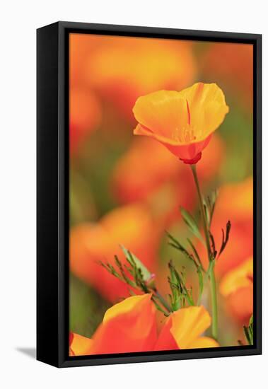 Poppy flowers, Malibu Creek State Park, Los Angeles, California, United States of America, North Am-Richard Cummins-Framed Premier Image Canvas