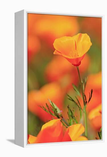 Poppy flowers, Malibu Creek State Park, Los Angeles, California, United States of America, North Am-Richard Cummins-Framed Premier Image Canvas