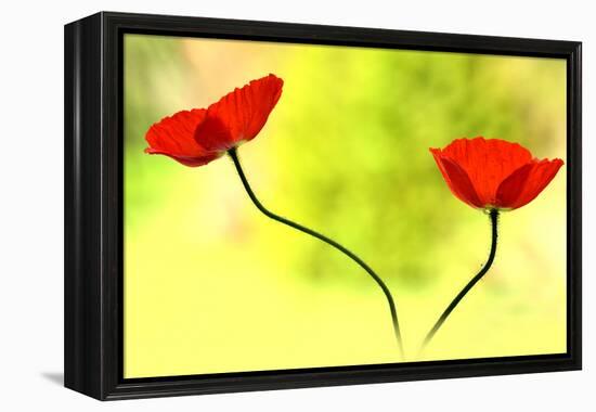 Poppy Friends-Heidi Westum-Framed Premier Image Canvas