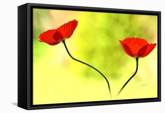 Poppy Friends-Heidi Westum-Framed Premier Image Canvas