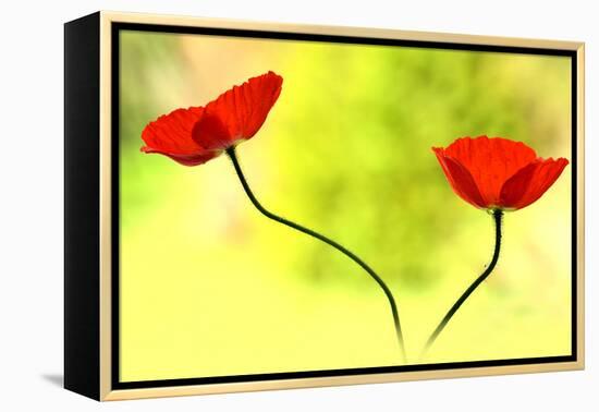 Poppy Friends-Heidi Westum-Framed Premier Image Canvas