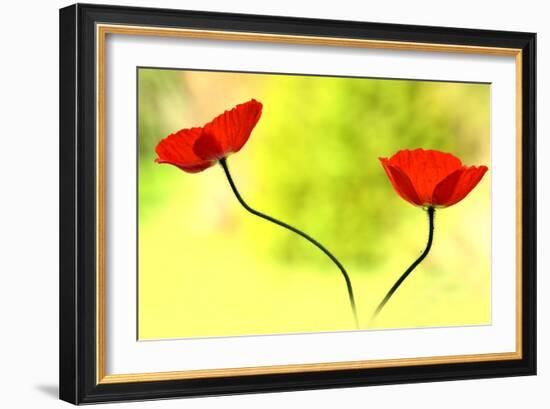 Poppy Friends-Heidi Westum-Framed Photographic Print