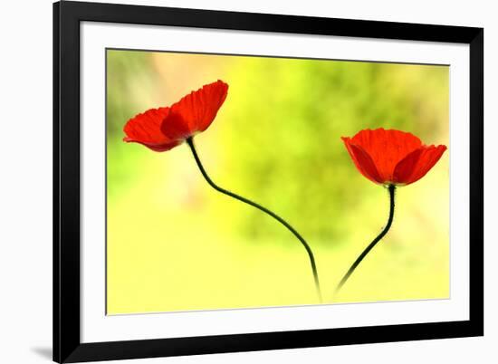 Poppy Friends-Heidi Westum-Framed Photographic Print