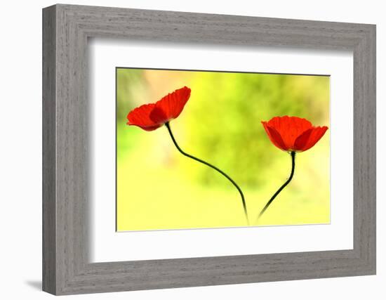 Poppy Friends-Heidi Westum-Framed Photographic Print