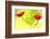 Poppy Friends-Heidi Westum-Framed Photographic Print