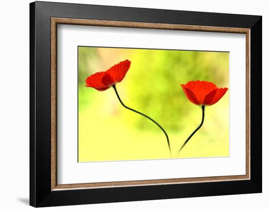 Poppy Friends-Heidi Westum-Framed Photographic Print