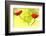 Poppy Friends-Heidi Westum-Framed Photographic Print