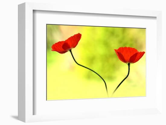 Poppy Friends-Heidi Westum-Framed Photographic Print