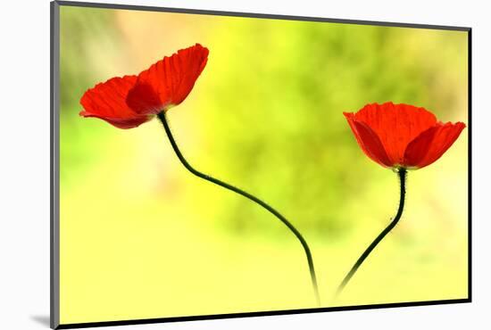 Poppy Friends-Heidi Westum-Mounted Photographic Print