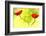 Poppy Friends-Heidi Westum-Framed Photographic Print