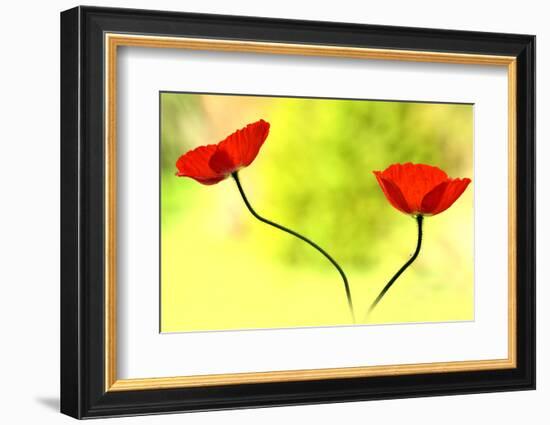 Poppy Friends-Heidi Westum-Framed Photographic Print