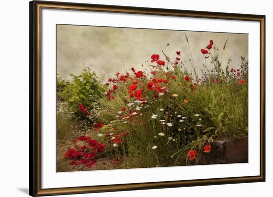 Poppy Garden-David Winston-Framed Art Print