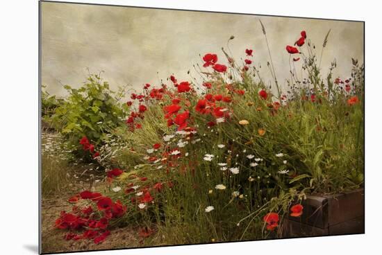 Poppy Garden-David Winston-Mounted Art Print
