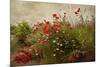 Poppy Garden-David Winston-Mounted Art Print