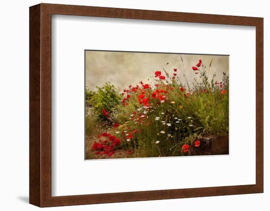 Poppy Garden-David Winston-Framed Giclee Print