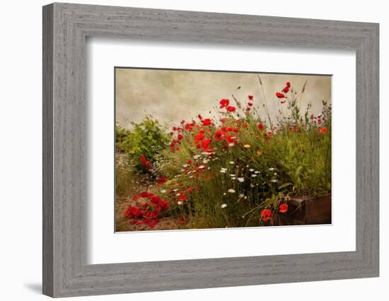 Poppy Garden-David Winston-Framed Giclee Print