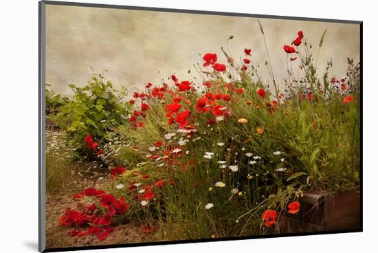 Poppy Garden-David Winston-Mounted Giclee Print