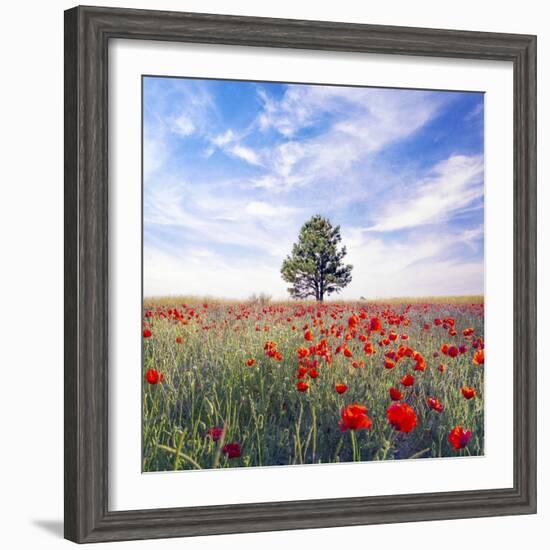 Poppy Garden-Ata Alishahi-Framed Giclee Print