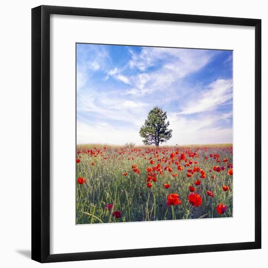 Poppy Garden-Ata Alishahi-Framed Giclee Print