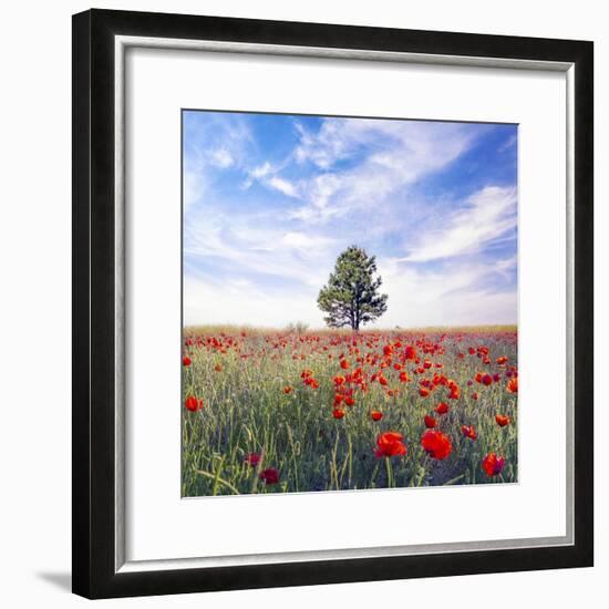 Poppy Garden-Ata Alishahi-Framed Giclee Print